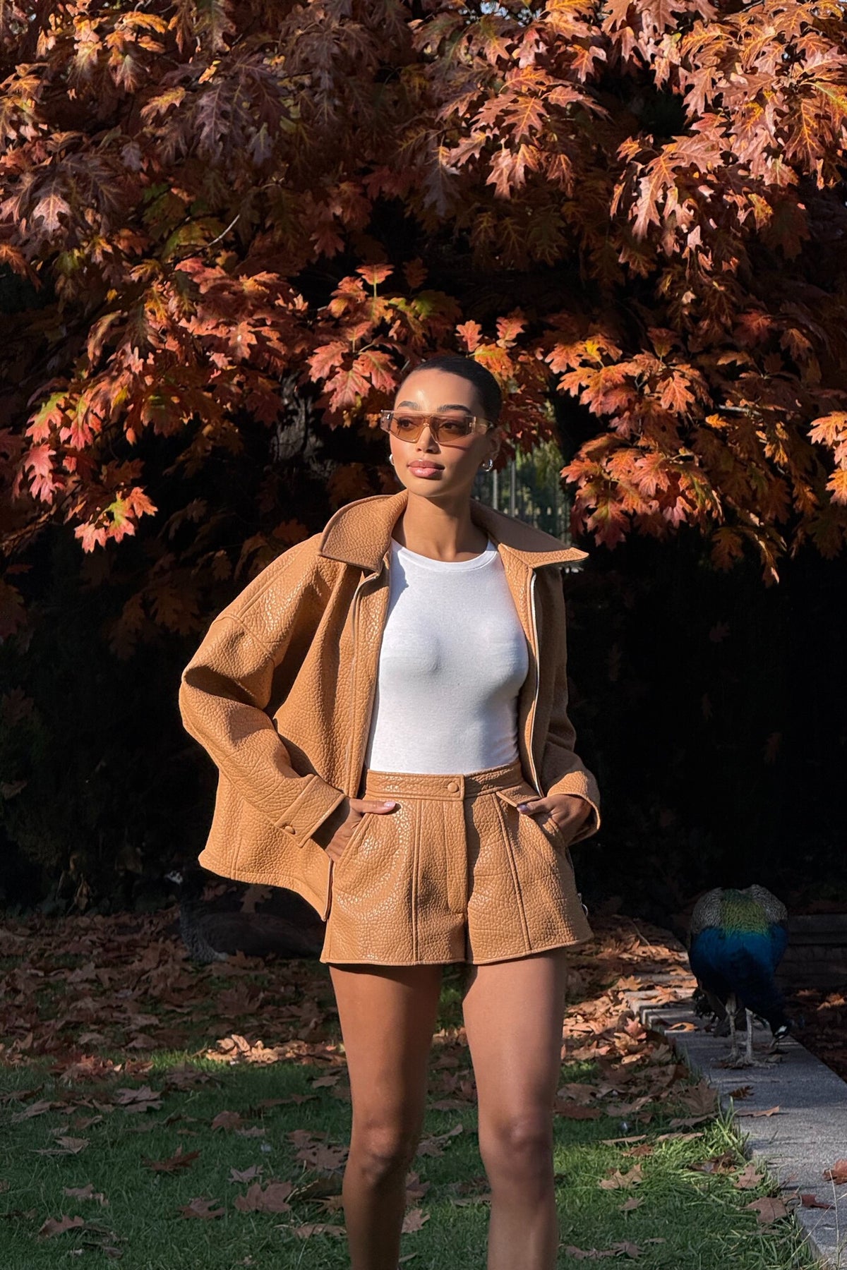 BOMBER PORCINI CARDADO